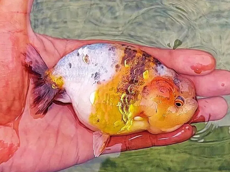 A round orange and white goldfish resting in a palm