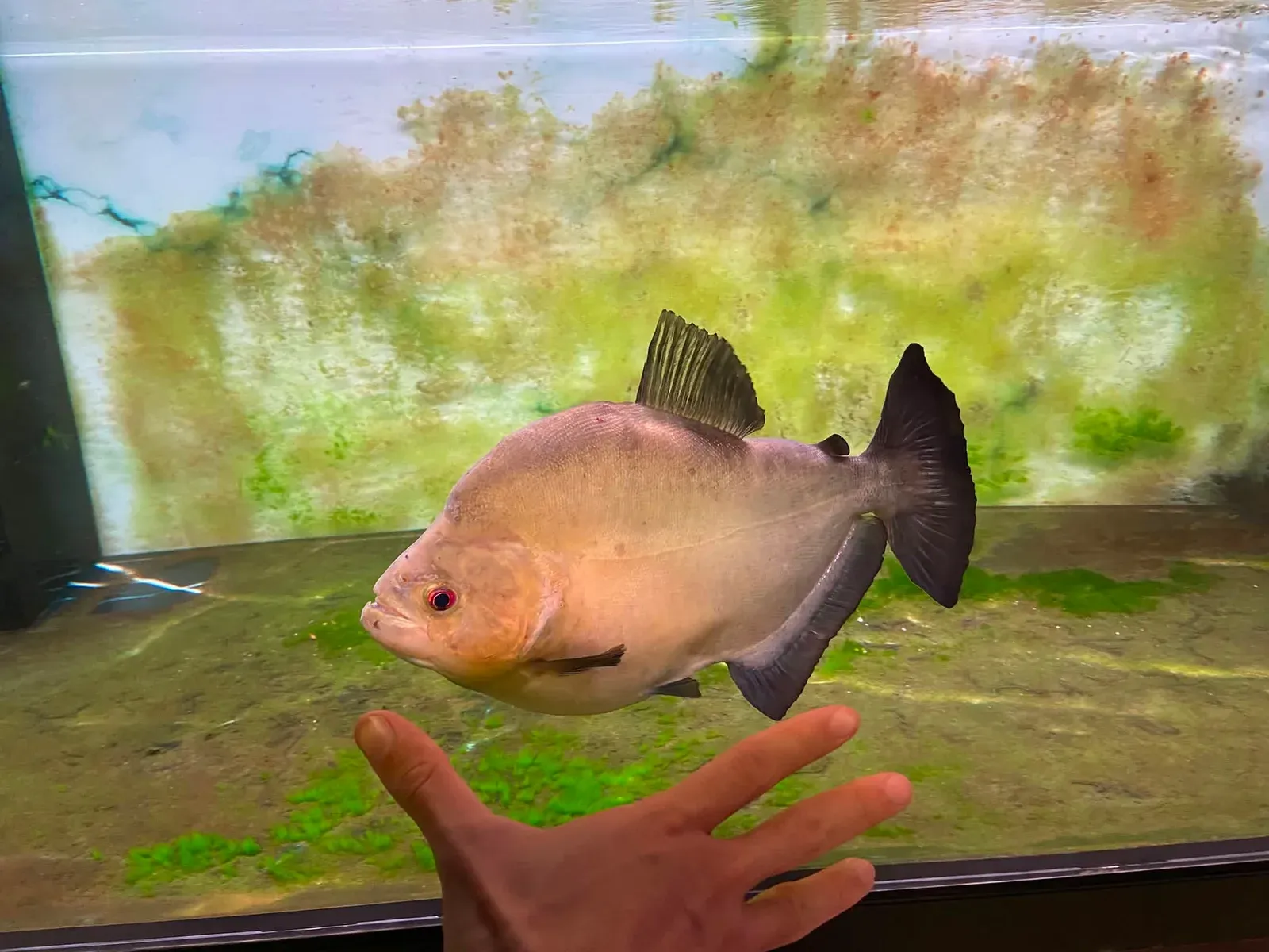 A silver fish with a dark tail in a planted tank, a hand beside the glass