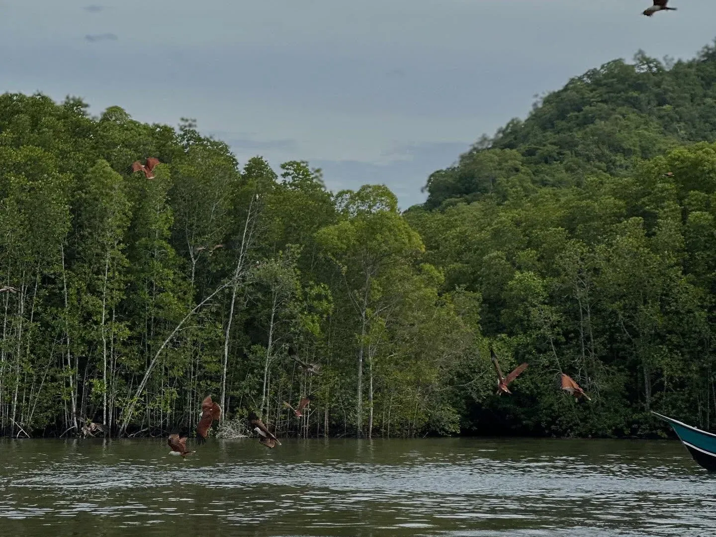 Mangrove forest along a river in Langkawi