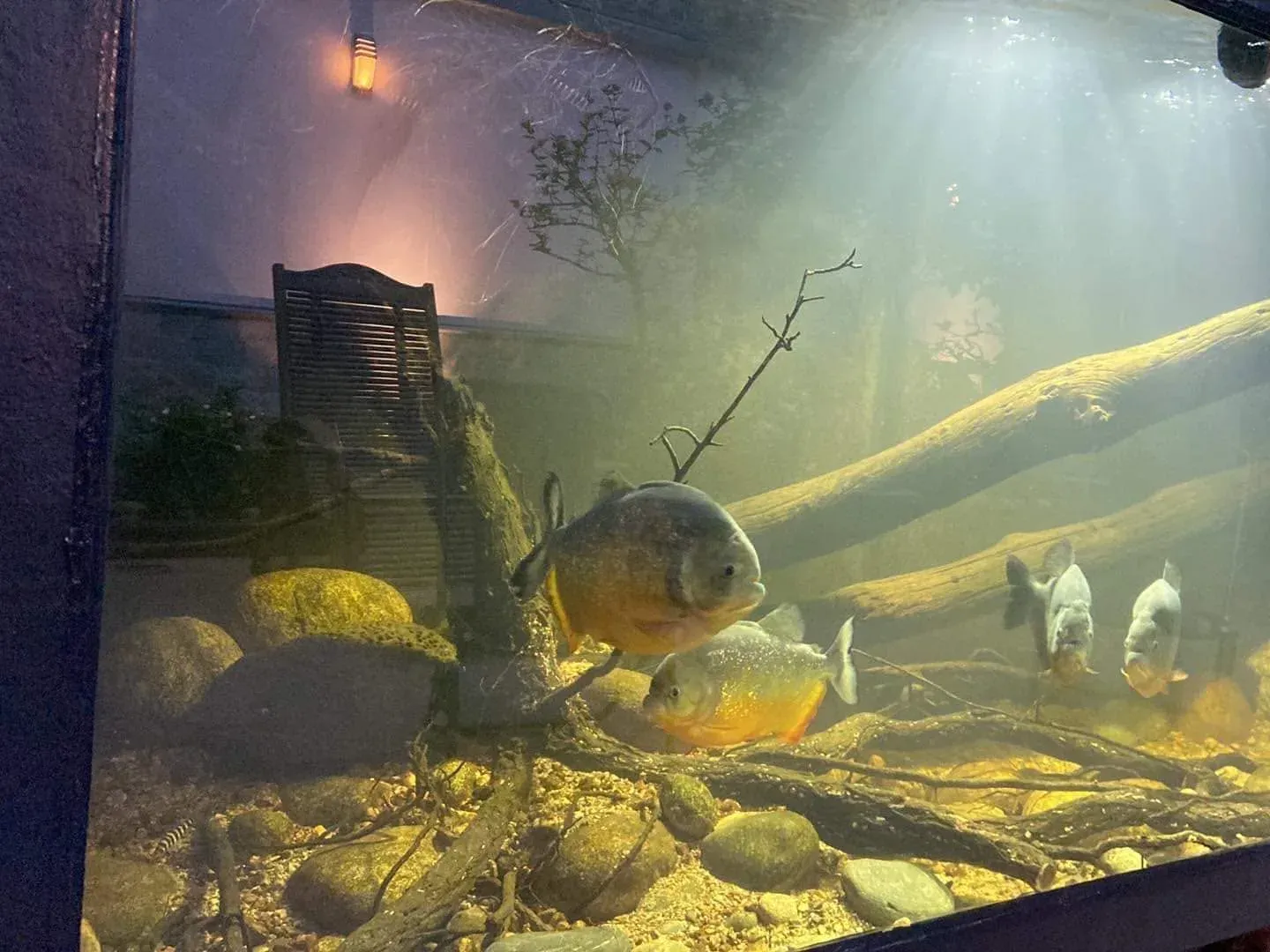 Fish in a tank under a spotlight, with driftwood