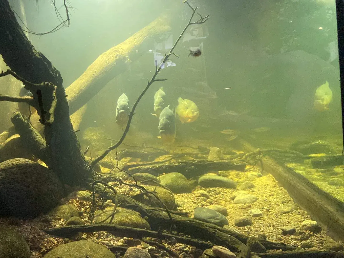 A tank set up like a riverbed, with driftwood, stones and tinted water