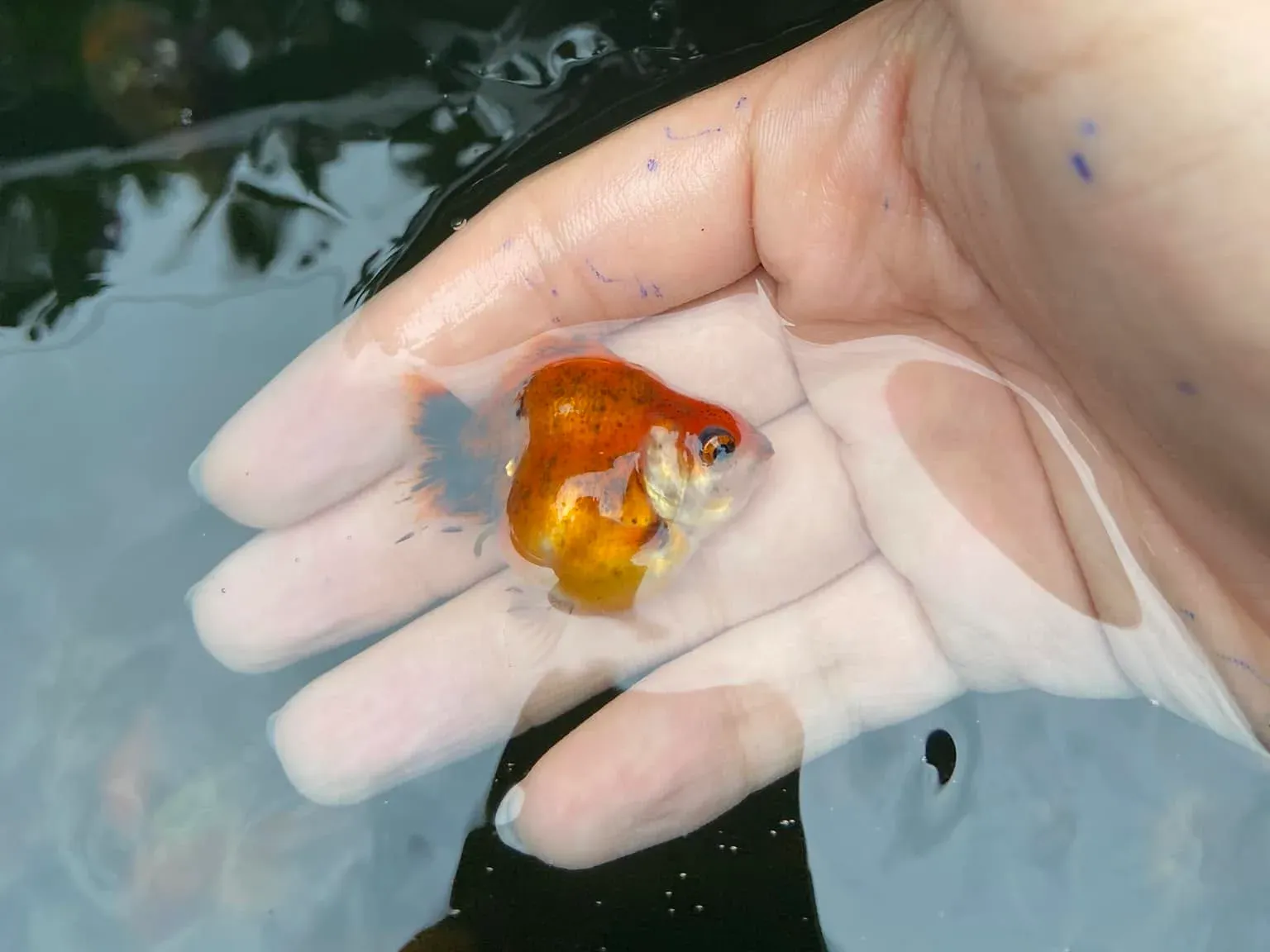 A small orange goldfish held in a hand above water